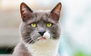 Create meme: dissatisfaction, cat face, cat