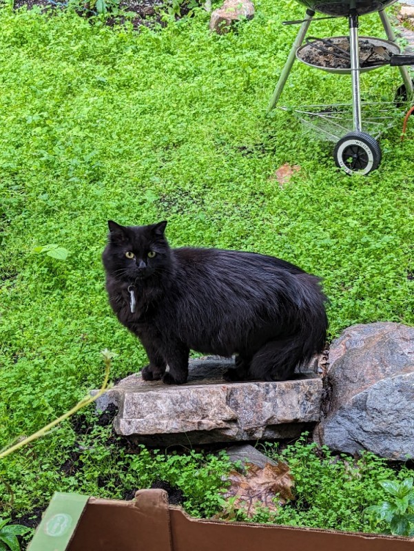 Создать мем: кошка, черный кот в деревне, черный дворовой кот