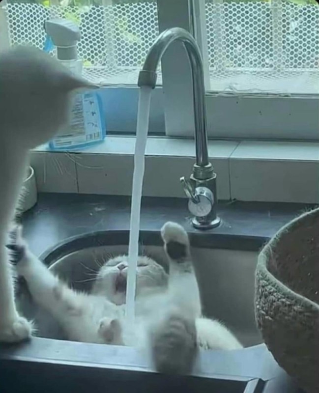 Create meme: cat water, the cat drinks from the tap, funny cats 