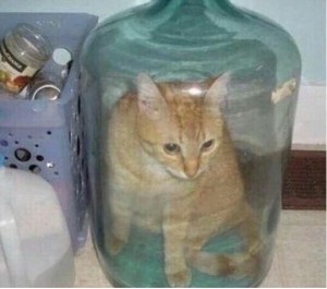 Создать мем: кот, коты, картинки про котов жидкость