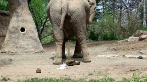 Create meme: elephant ass, elephant in the mud, Prague zoo elephants