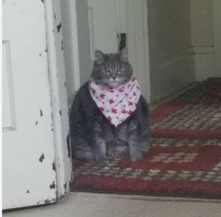 Создать мем: толстый кот с фартуком, толстый кот в слюнявчике, кот в шарфе
