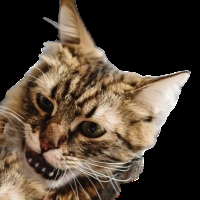 Create meme: the cat's muzzle, cat , cat muzzle 