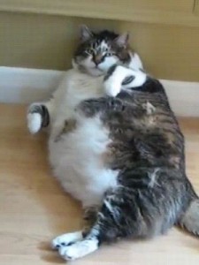 Создать мем: очень толстый кот, пузатый кот, толстый котик