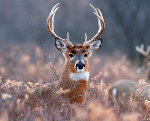 Create meme: red deer , naive deer meme, deer 