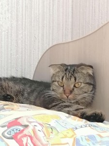 Создать мем: кошка, шотландский вислоухий кот, кошка шотландская