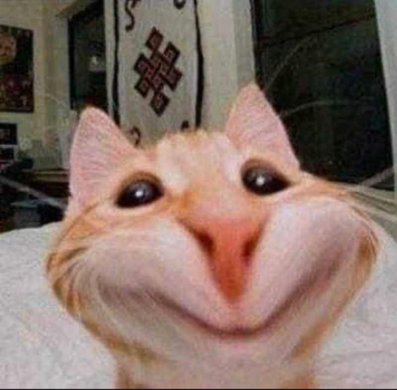 Create meme: cat funny , selfie cat, cats are funny