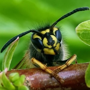 Create meme: Curious bee