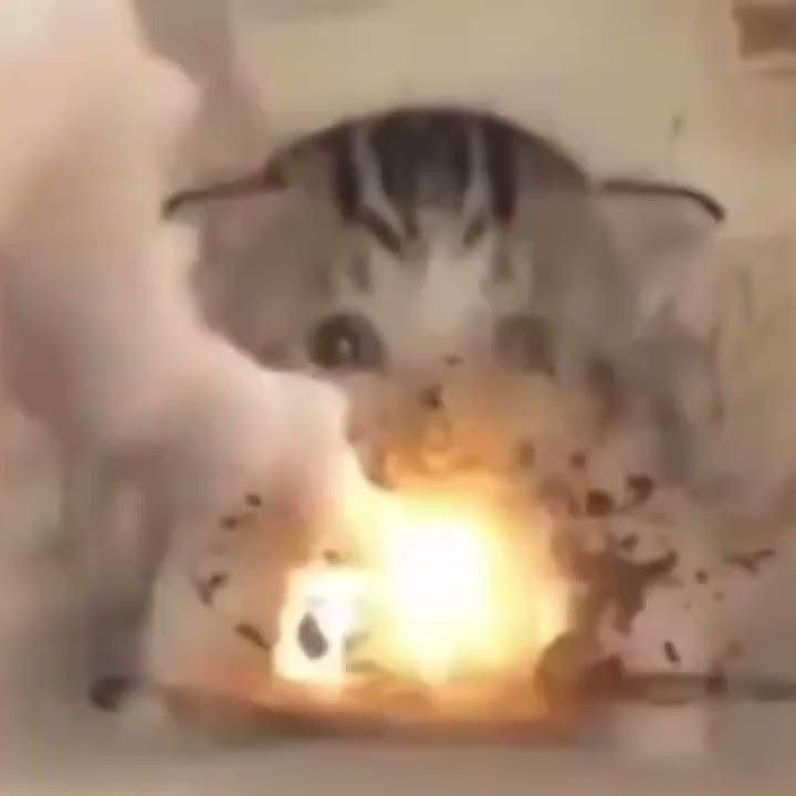 Create meme: the cat exploded, cat , cat explosion meme