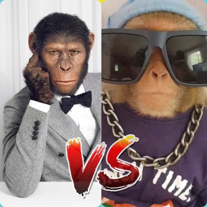 Create meme: funny monkey , smart monkey , the smartest monkeys