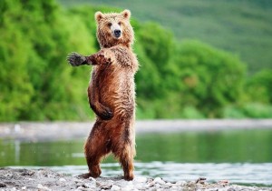Создать мем: веселый медведь, бурый медведь танцует, медведь дикий