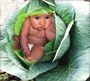 Create meme: found in the cabbage, the baby in the cabbage picture, cabbage photos for kids