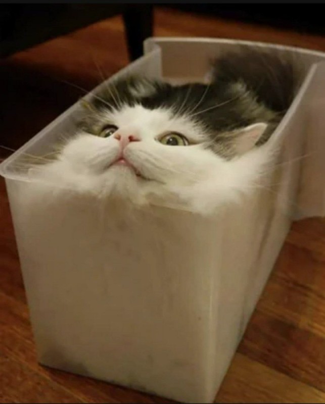 Создать мем: коты жидкость, кот в коробке, cat cat