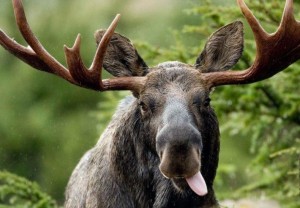 Create meme: funny moose, I'm a moose, moose picture