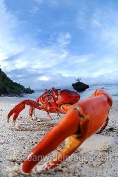 Create meme: red earth crab, migration of red crabs christmas island, red crab