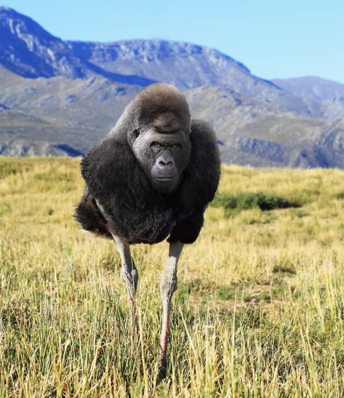 Create meme: hybrid animals, gorilla , mountain gorilla