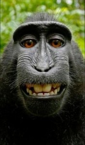Create meme: stupid monkey, happy monkey, macaque smiling