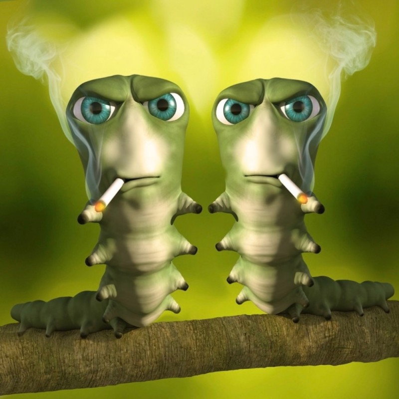Create meme: the smoking caterpillar, caterpillar with a cigarette, caterpillar with a cigarette meme
