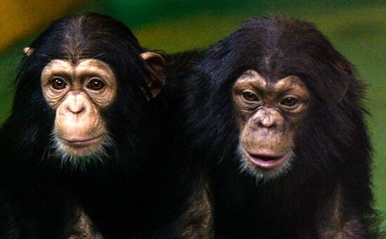 Создать мем: смешные рожи обезьян, шимпанзе самец, детеныш шимпанзе