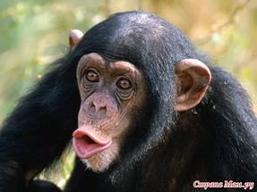 Create meme: bonobo, maymunlar, primates