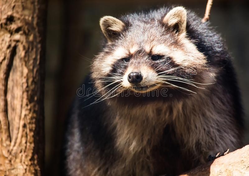 Create meme: enotik , evil raccoon a gargle, raccoon gargle 