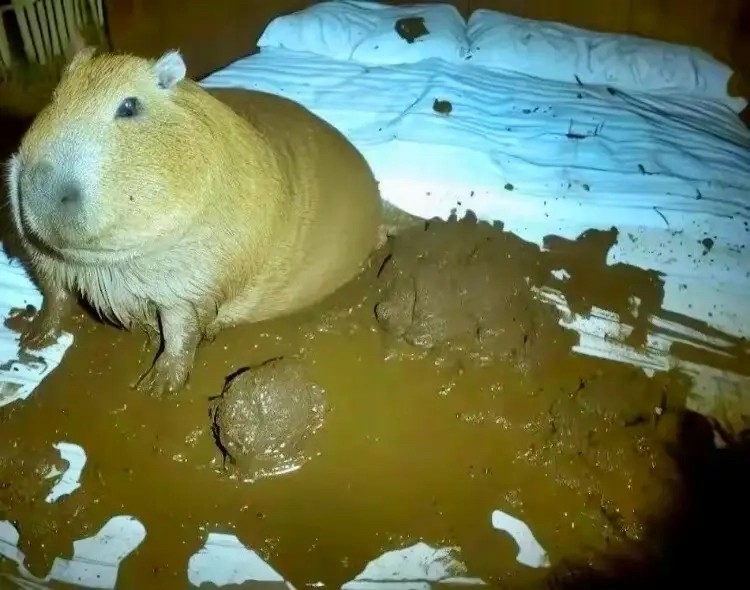 Create meme: Guinea pig skinny, Vdovenko capybara, big guinea pig