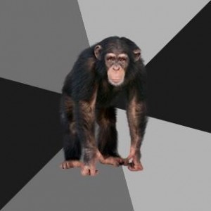 Создать мем: chimp, troglodyte, monkey
