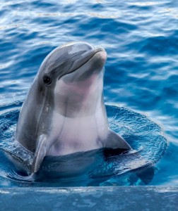 Создать мем: мёртвые дельфины, дельфины в море, красивые дельфины