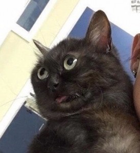 Создать мем: кот с языком мем, мемный котик, черный кот мем