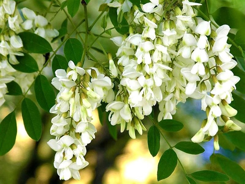 Create meme: white acacia, white acacia clusters fragrant, acacia white robinia