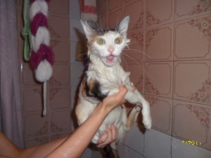 Создать мем: мыться, в добрые руки, кот моется