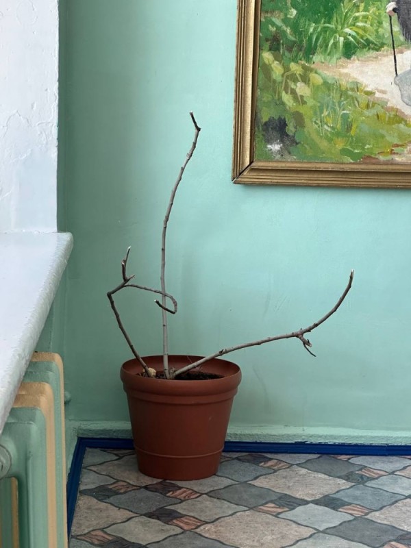 Создать мем: домашнее растение, ветка, baculum extradentatum - аннамский палочник