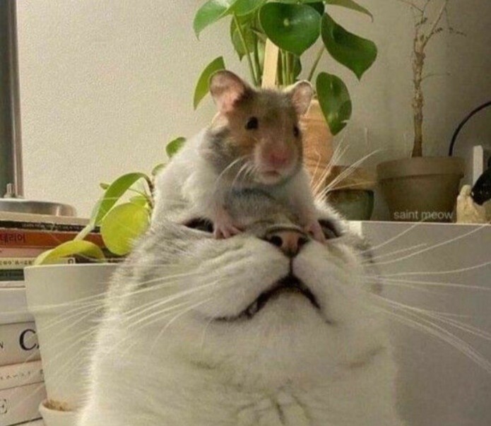 Создать мем: крыса улыбается мем, смешные коты, домашняя крыса
