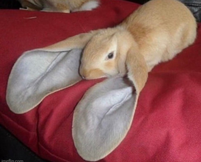 Create meme: lop-eared rabbit, rabbit , english lop-eared rabbit ram