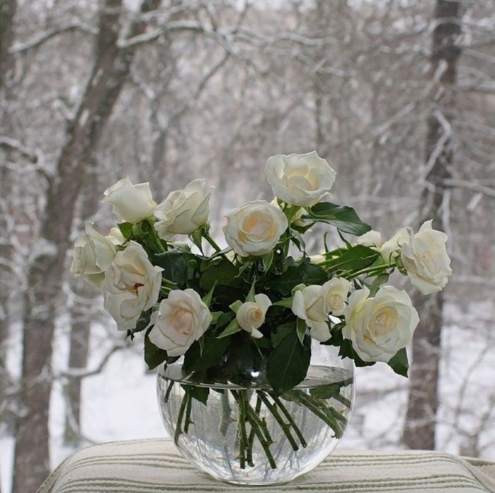 Create meme: flowers on the winter window, roses on the winter window, white roses in the snow
