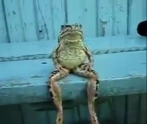 Create meme: frog, kurbağa, a frog