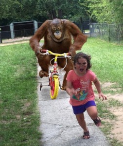 Создать мем: обезьяна на велике, обезьяна на велосипеде едет за девочкой, 8 лет мем с обезьяной