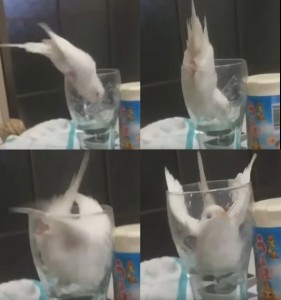 Create meme: parrot fell in a Cup video, parrot with glasses GIF, a parrot and a glass of three hundred thousand