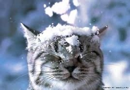 Создать мем: доброе зимнее утро, кошка, зимняя кошка