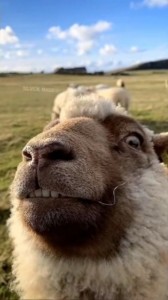 Создать мем: funny sheep, баран, козел беее