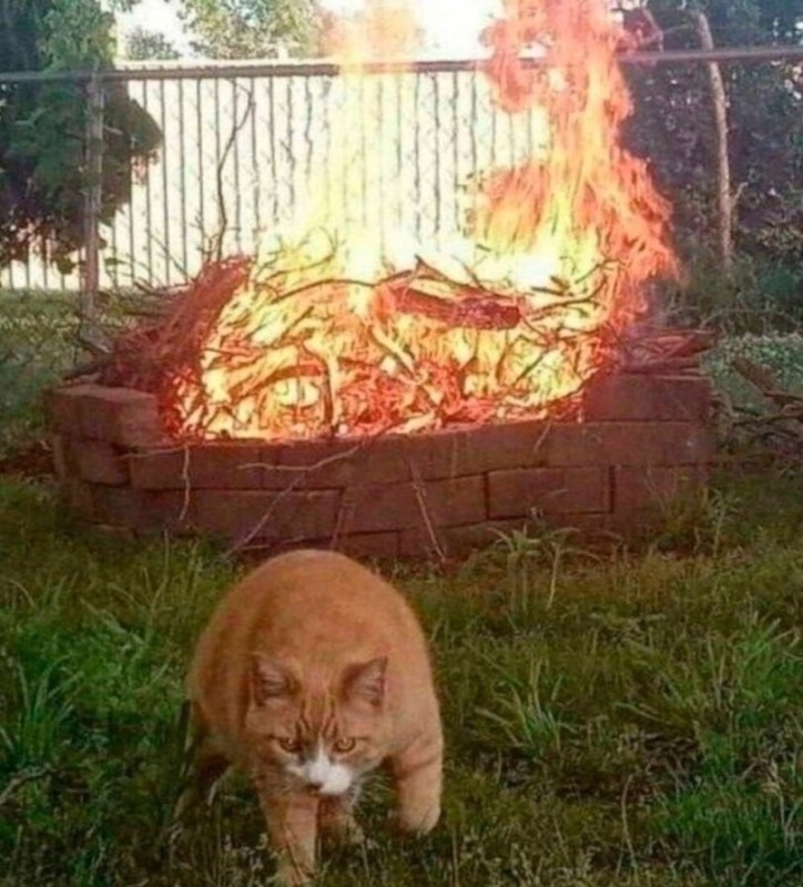 Create meme: the dog is on fire, cat kebab , dogs around the campfire meme