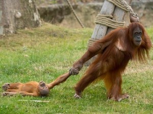 Create meme: bernaski orangutan, klemantaski orangutan, bernaski orangutan