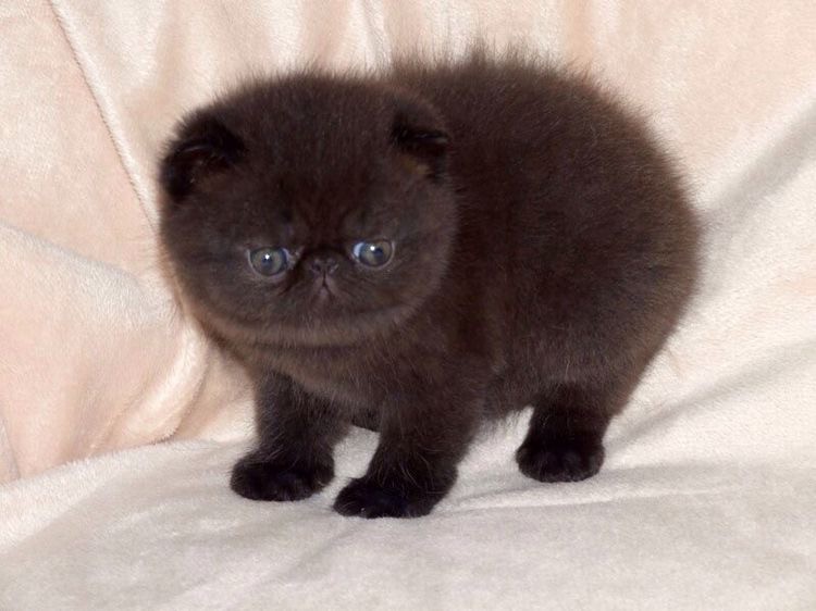 Создать мем: котята шотландские, черный персидский котенок, кот экзот черный