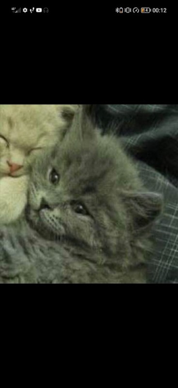Create meme: cat is an animal, british shorthair cat, adorable kittens
