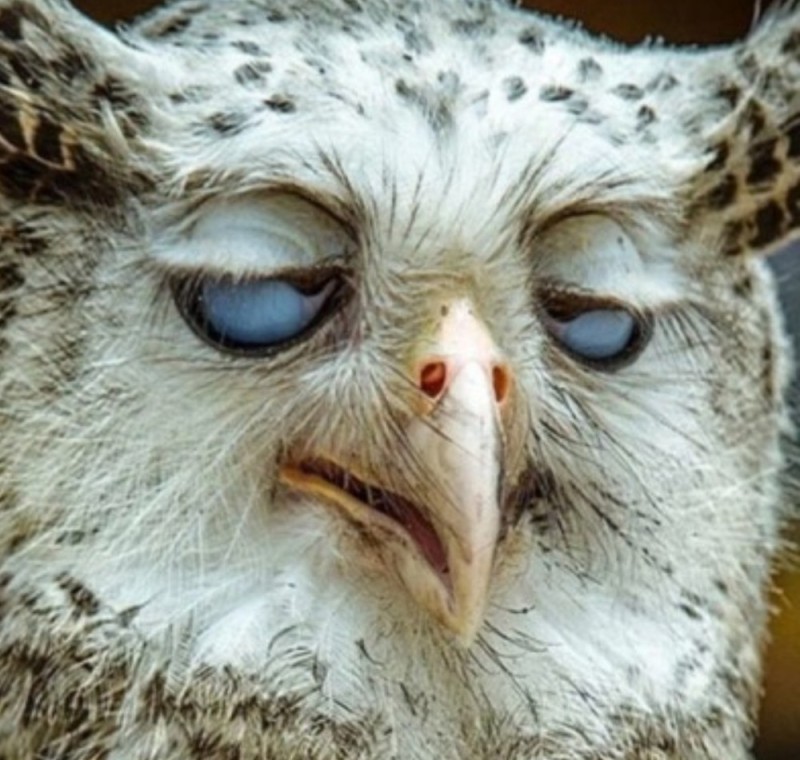 Create meme: owl twitching eye, owl , funny owls