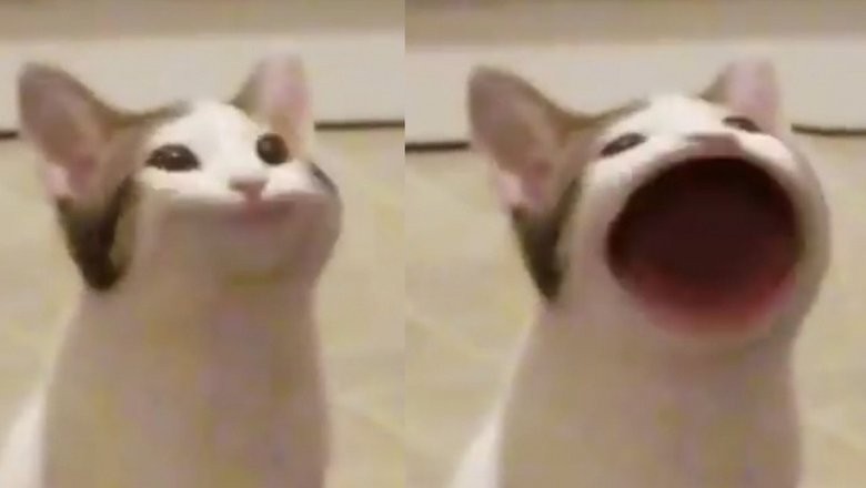 Создать мем: кот мем открытый рот, кот открыл рот мем, мем кот с открытым ртом