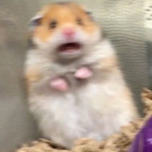 Create meme: a scared hamster, hamster Steve, hamster meme