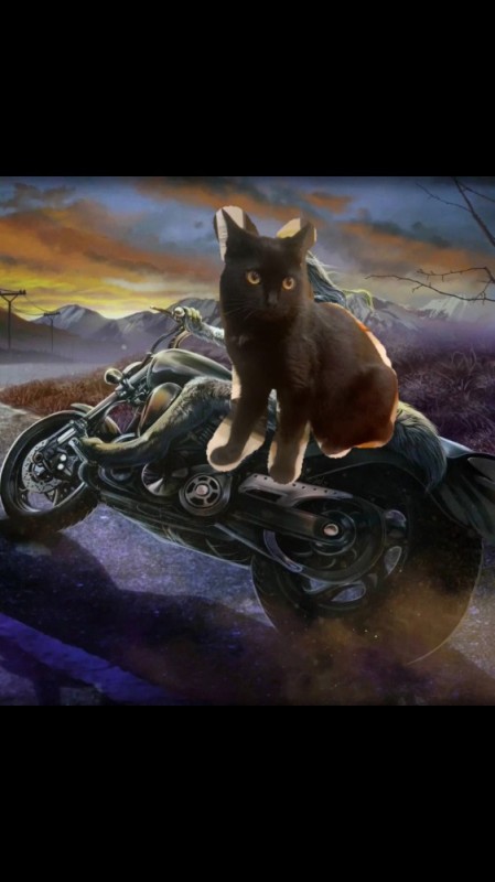 Create meme: cats bikers, motorcycle art, cat biker