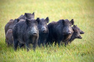 Создать мем: кабан, дикий кабан, sus scrofa