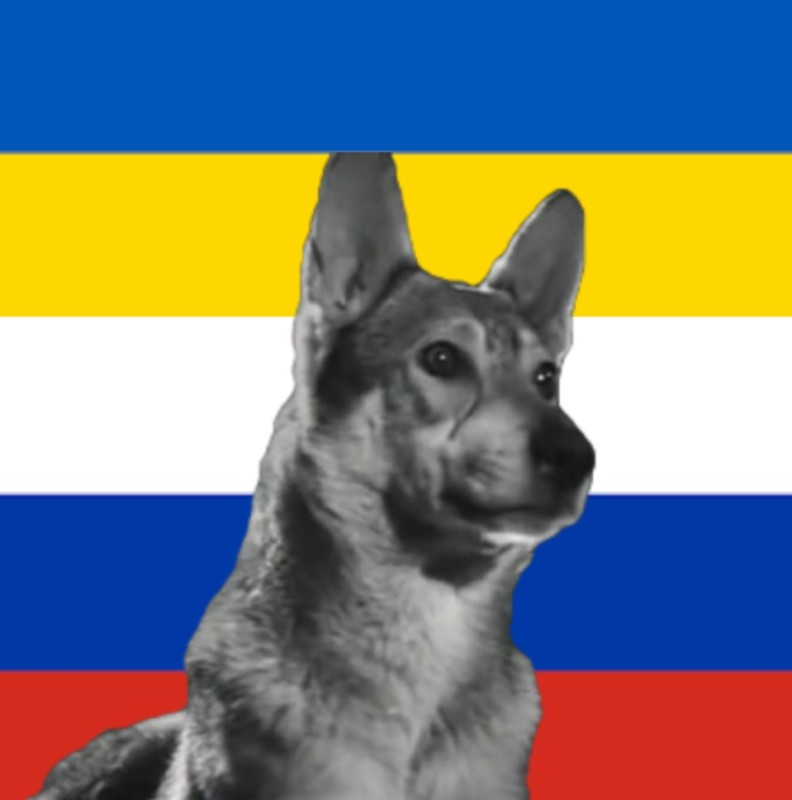 Create meme: shepherd , East European shepherd, German shepherd 